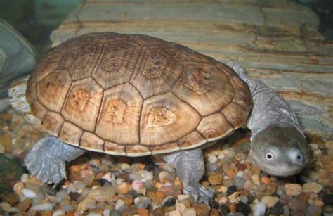 蛇頸龜|長頸龜:動物簡介,體態特徵,物種繁殖,生活環境,動物食。